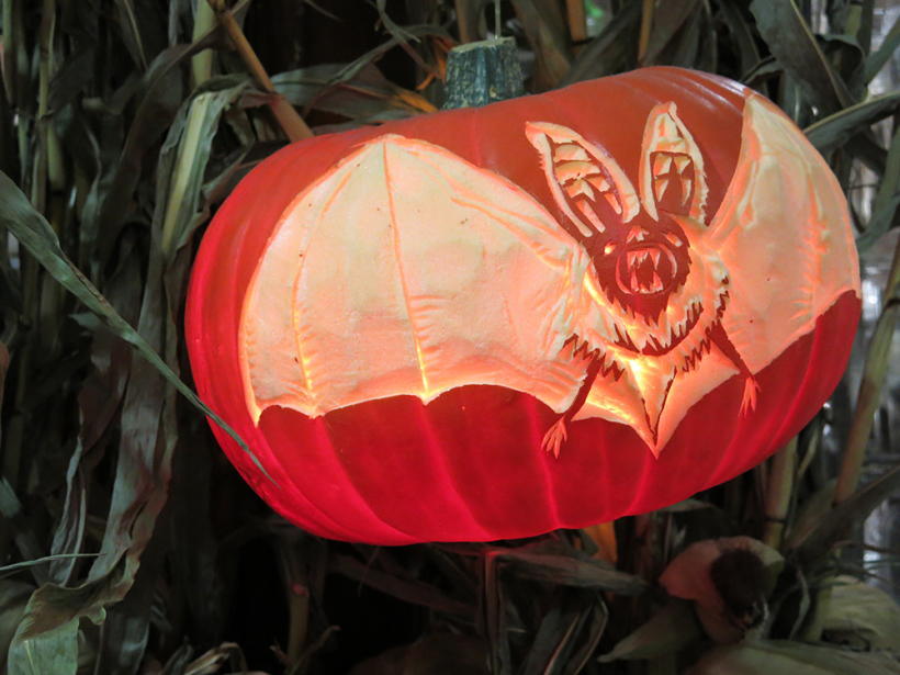 Bat wing curiosity pumpkin